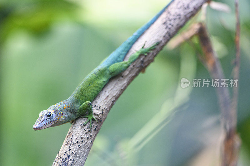 豹变色龙或瓜德罗普变色龙(Anolis marmoratus)坐在丛林中的一个小树枝上